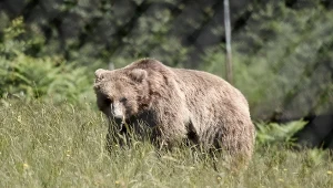 Tragiczny atak niedźwiedzia miał miejsce w pobliżu stolicy Mongolii