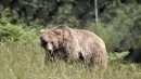 Tragiczny atak niedźwiedzia miał miejsce w pobliżu stolicy Mongolii