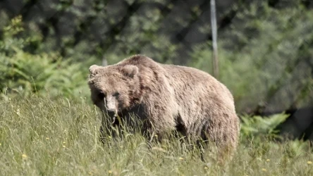 Tragiczny atak niedźwiedzia miał miejsce w pobliżu stolicy Mongolii