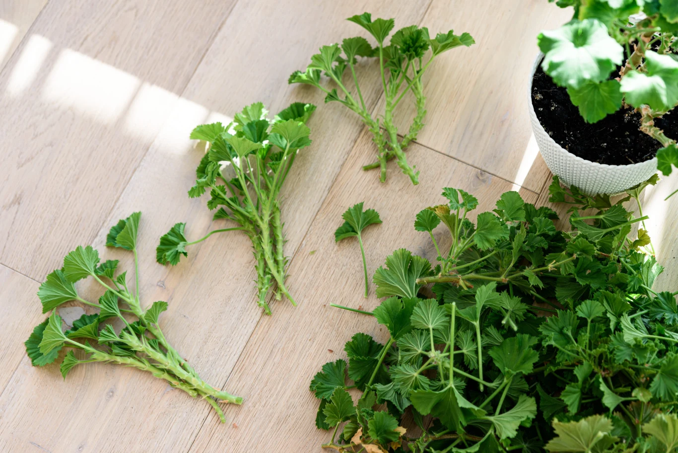 Świeżo ścięte sadzonki zielonej pelargonii leżące na drewnianej podłodze obok białej doniczki z rosnącą rośliną.