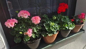 Zimowanie pelargonii na sucho. Piękne okazy przetrwają do wiosny