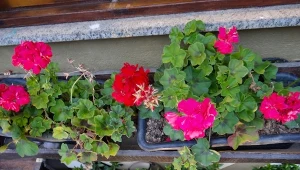 Niemieccy ogrodnicy promują nowy sposób zimowania pelargonii