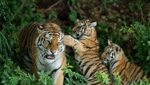 Dramatyczne zdarzenie w parku zoologicznym. Tygrys zaatakował mężczyznę