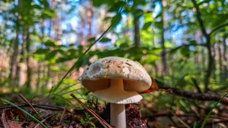 Muchomor sromotnikowy to jeden z najgroźniejszych grzybów w Polsce