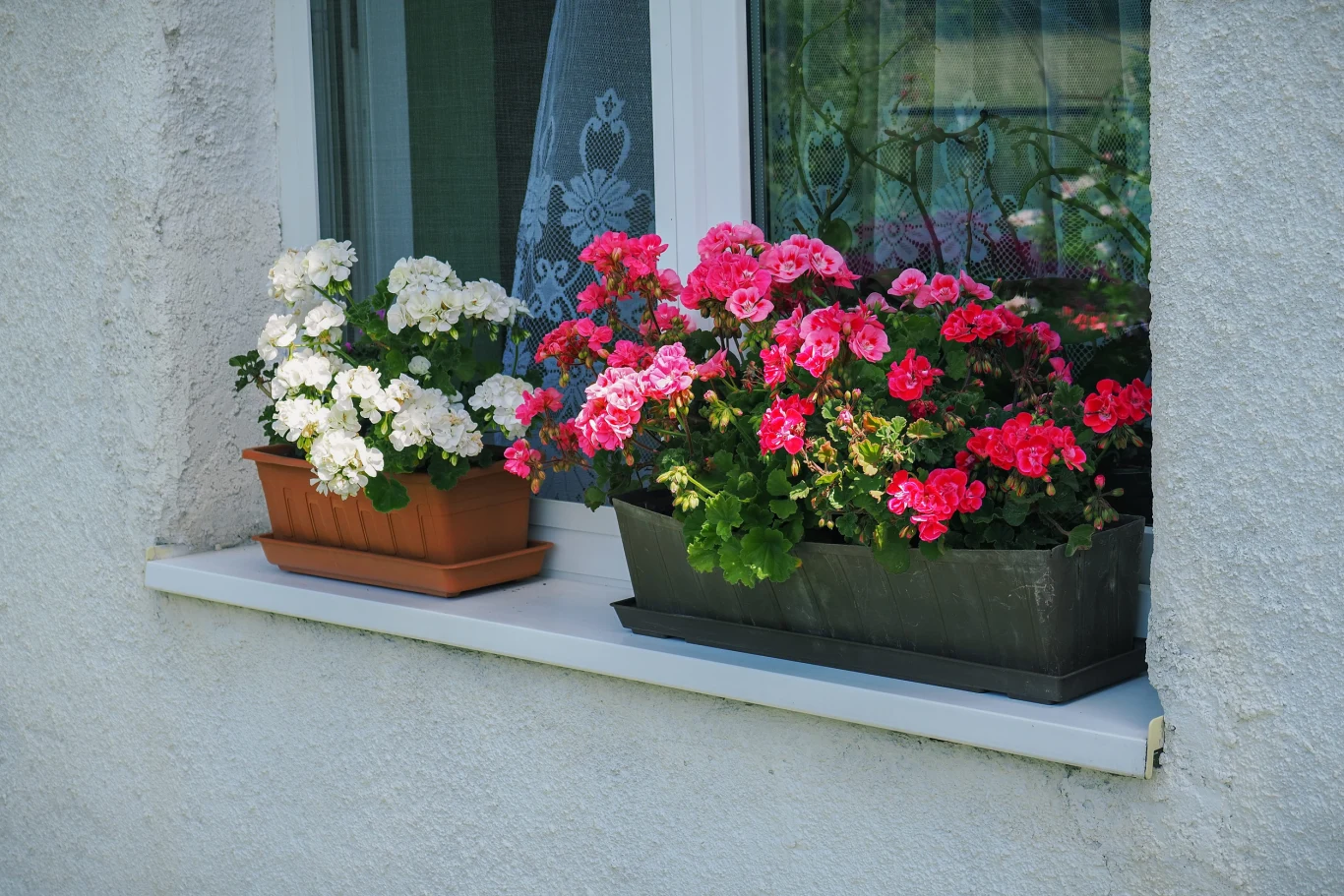 Niemieccy ogrodnicy promują nowy sposób zimowania pelargonii. Pelargonie jesienią na oknie