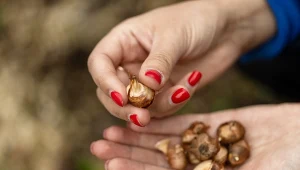 Masz dość klasycznych tulipanów i narcyzów? Jesienią posadź inne cebulki