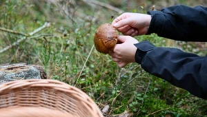 Wysyp grzybów na Śląsku trwa. Te lasy wybierają doświadczeni grzybiarze
