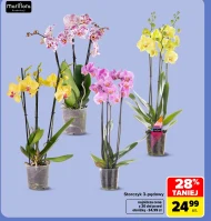 Storczyk Mariflora