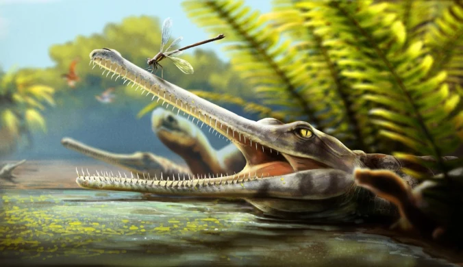 Ctenosuchus tenuidens żył na terenie dzisiejszego Maroka w środkowej jurze, około 165 milionów lat temu