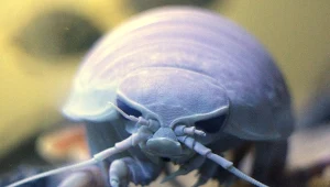 Równonóg z gatunku Bathynomus giganteus. Nasza wiedza o tych głębinowych olbrzymach jest skromna