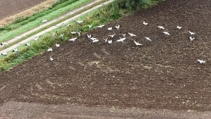 Stada dzikich żurawi latają nad Polską tam i z powrotem