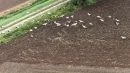 Stada dzikich żurawi latają nad Polską tam i z powrotem
