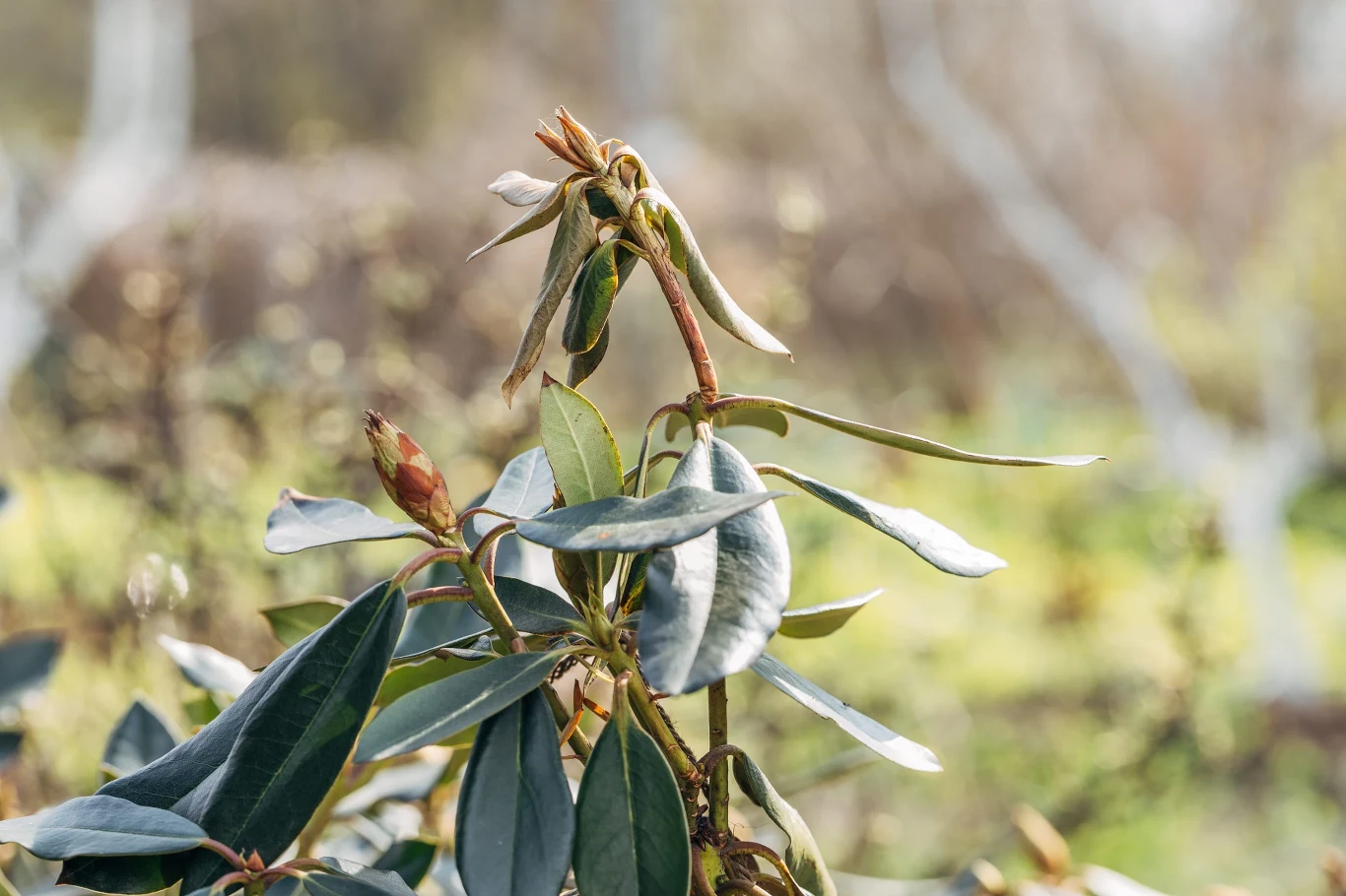 Zrób to z rododendronem jesienią. Wiosną odwdzięczy się morzem kwiatów. Gałązka rododendronu z zielonymi, podłużnymi liśćmi i pąkiem na tle rozmytego krajobrazu jesienią.