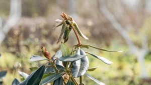 Zrób to z rododendronem jesienią. Bez problemu przetrwa zimę