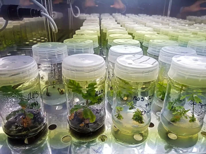 Dęby w kulturach in vitro fot. PAN Rzędy przezroczystych pojemników z młodymi sadzonkami roślin w kontrolowanych warunkach laboratoryjnych, zanurzone w pożywce i opisane markerem.