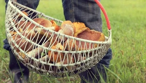 Do kiedy rosną grzyby w polskich lasach? Możesz je znaleźć nie tylko jesienią 
