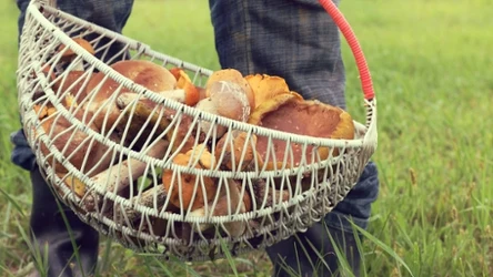 Do kiedy rosną grzyby w polskich lasach? Możesz je znaleźć nie tylko jesienią 