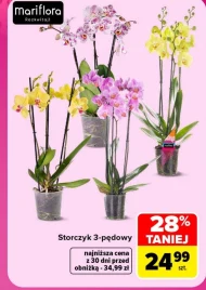 Storczyk Mariflora