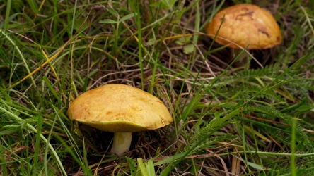 Te grzyby pozbierasz nawet w grudniu.