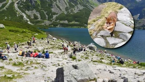 Pani Natalia nagrała nad Czarnym Stawem Gąsienicowym wyjątkowe spotkanie z lisem