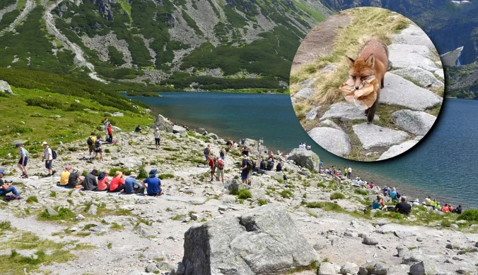 Pani Natalia nagrała nad Czarnym Stawem Gąsienicowym wyjątkowe spotkanie z lisem