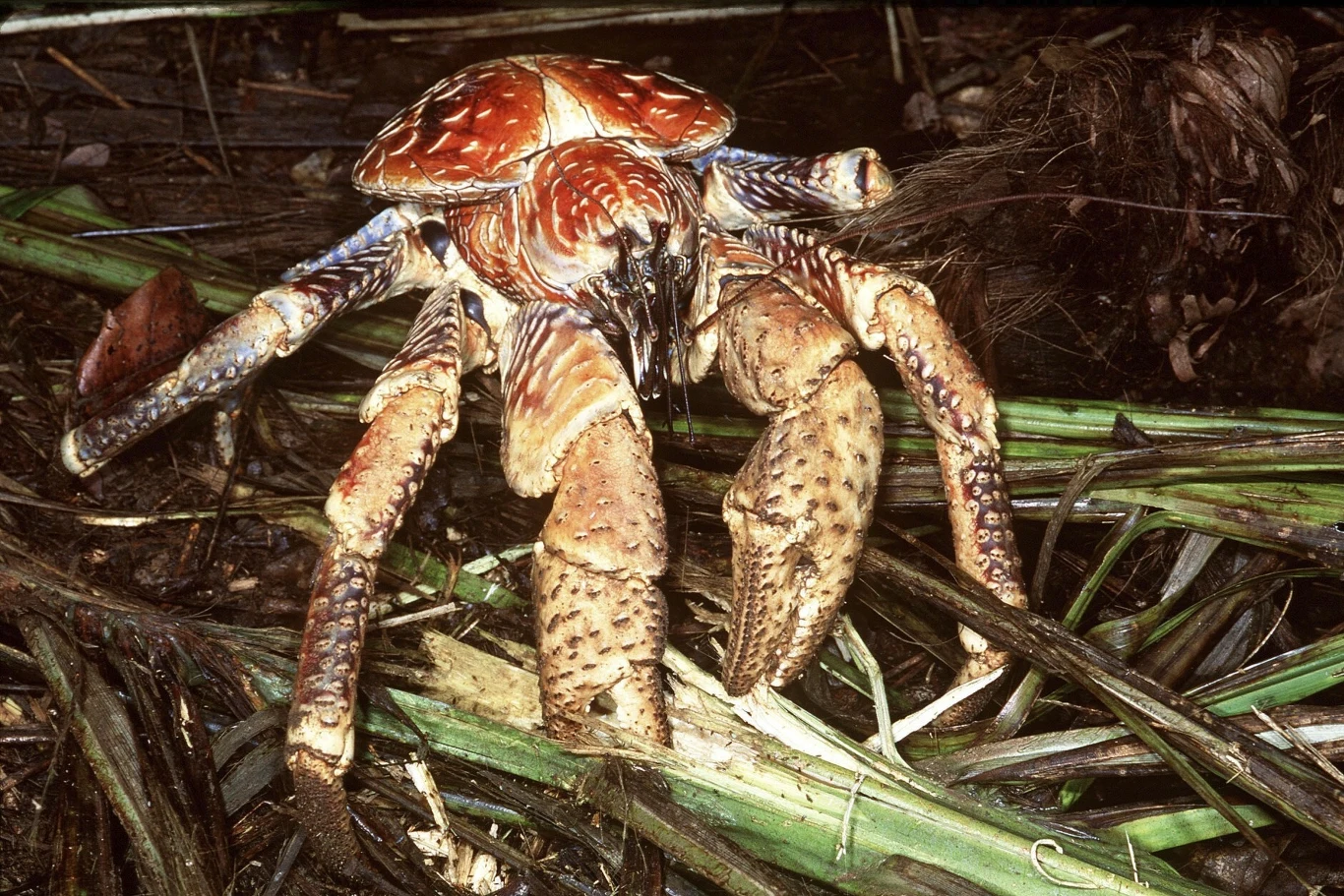 Duży, masywny krab palmowy o pomarańczowo-brązowym pancerzu i silnych szczypcach porusza się po zielonych liściach i suchych fragmentach roślinności.
