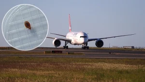 Samolot linii Qantas