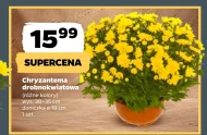 Chryzantema