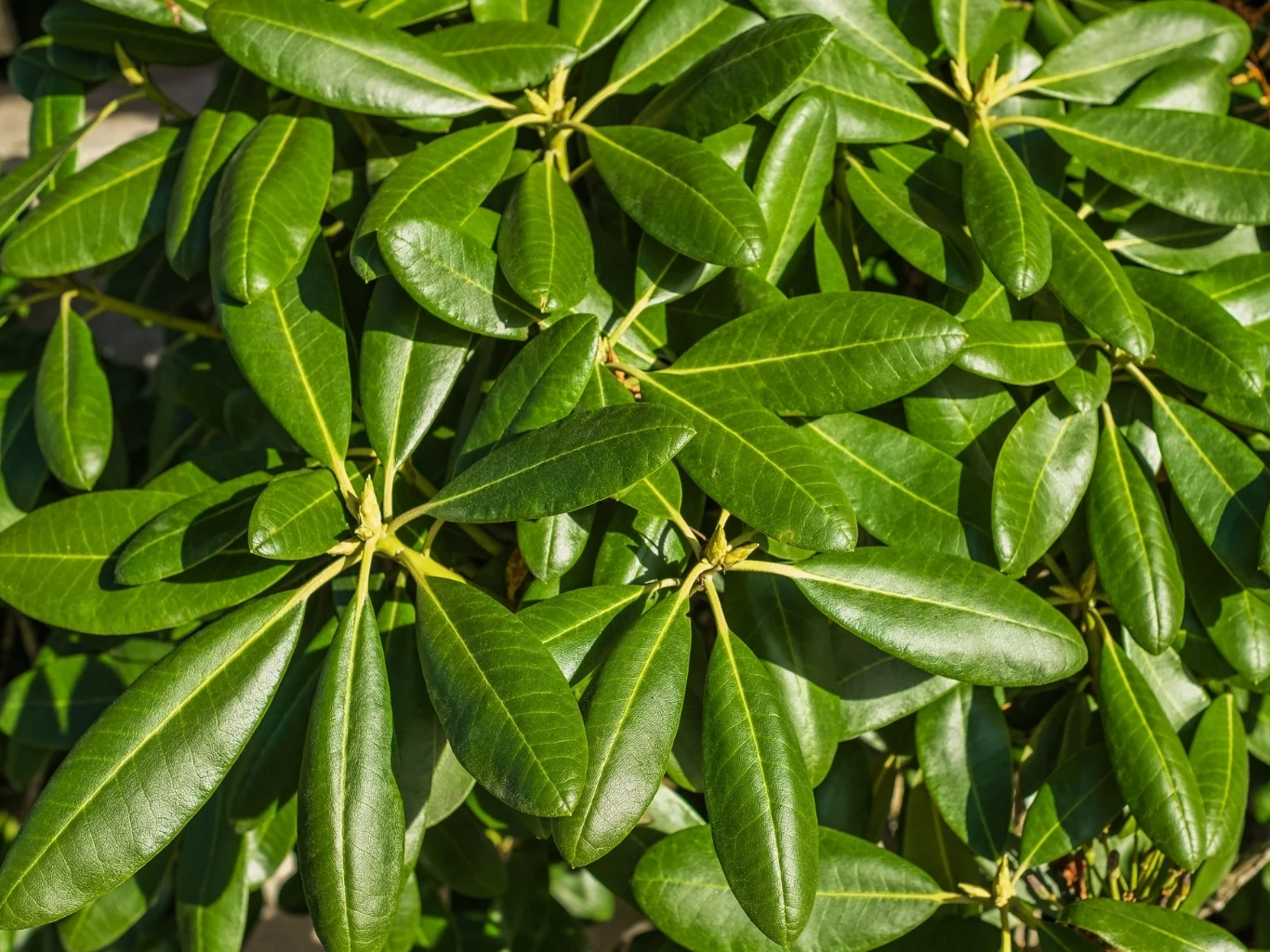 Jak zakwasić glebę pod rododendronem? Liście różanecznika o podłużnym kształcie, błyszczącej powierzchni i wyraźnych nerwach