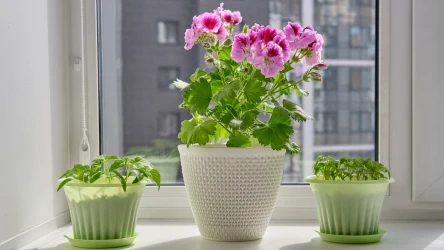 Jak przezimować pelargonie bez piwnicy czy garażu? Zimowanie pelargonii jest możliwe nawet na parapecie w domu.