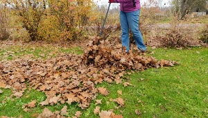 Liście z drzewa sąsiada zaśmiecają działkę? Prawo mówi, co możesz zrobić