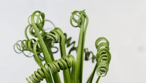 Albuca spiralis zachwyca spiralnie skręconymi liśćmi, które przypominają małe sprężynki.