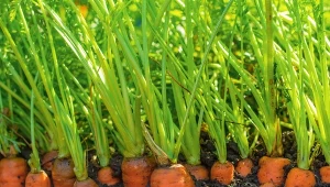 Marchew znów jest mała i zniekształcona? Powód często jest banalny