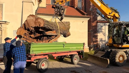 Wycinka starego drzewa w Niepołomicach. Samorząd wyjaśnia powody.