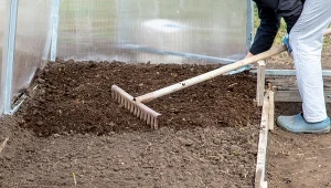 Rzuć tam, gdzie wiosną posadzisz pomidory. Duży plon masz już w kieszeni