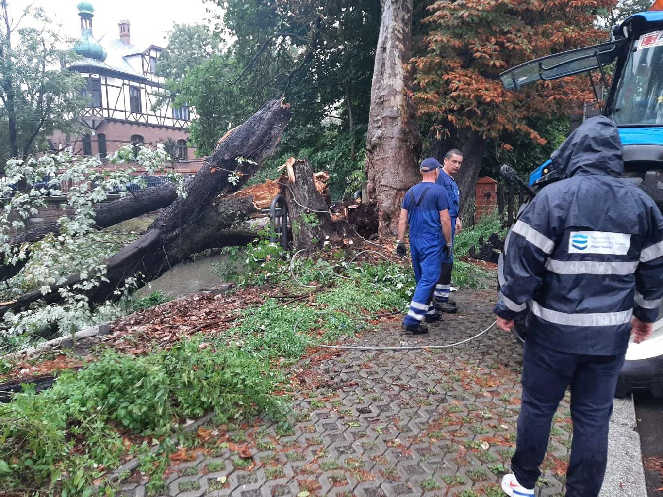 Interwencja w związku z wiatrołomami nad Kłodnica w Gliwicach