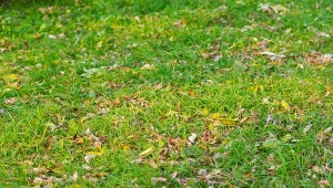 Nie wyrzucaj ostudzonego popiołu. Jesienią wzmocnisz trawnik za darmo