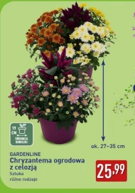 Chryzantema Gardenline