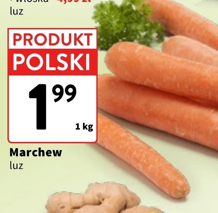 Морква Katarzyna Stoparczyk