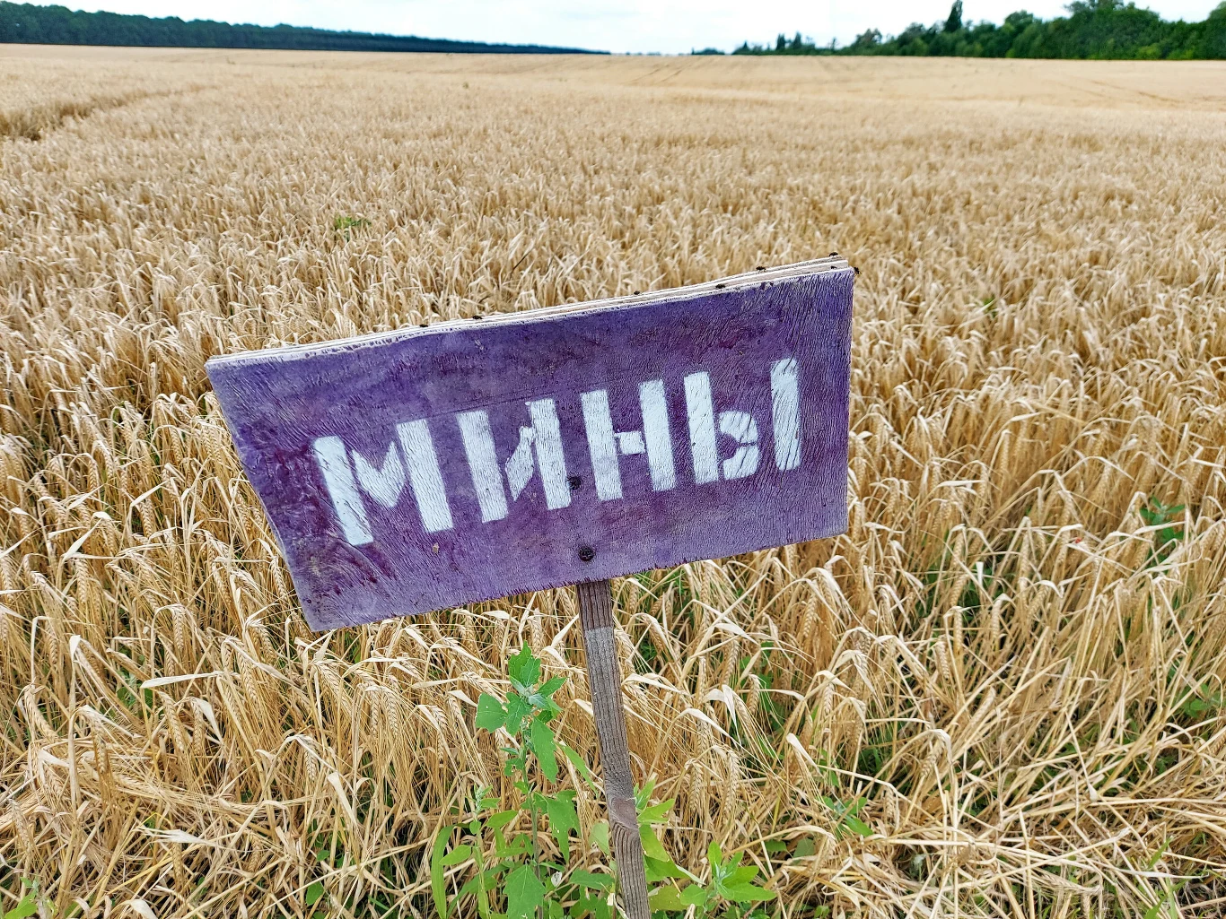 fioletowa tablica z napisem „МИНЫ” ostrzegająca o minach, ustawiona na tle dojrzałego zboża na polu