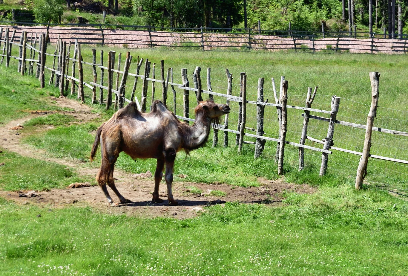 Zarzuty znęcania się nad zwierzętami dla pięciu osób z prywatnego zoo w Łącznej niedaleko Wałbrzycha (na zdjęciu)