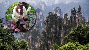 W Chinach odkryto nowy, gigantyczny gatunek grzyba
