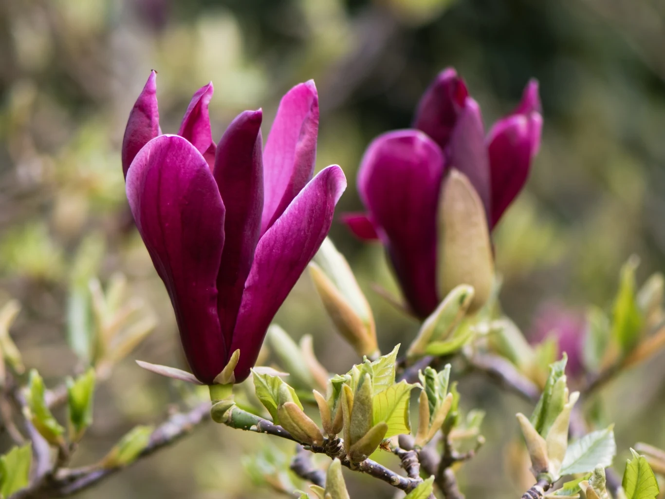 Dwa ciemnofioletowe kwiaty magnolii 'Nigra' w fazie rozkwitu, otoczone młodymi zielonymi liśćmi na gałązkach.