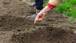 Ogrodnicy zbierają cały rok i przerabiają na nawóz. Ziemia jest żyźniejsza