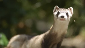 Tchórz czarnołapy (Mustela nigripes) to niewielki drapieżny ssak z rodziny łasicowatych, zamieszkujący prerie Ameryki Północnej