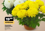 Хризантема