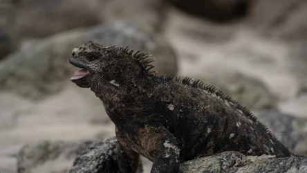 Legwany morskie są endemitem Galapagos. Zależą od wody i jej temperatury