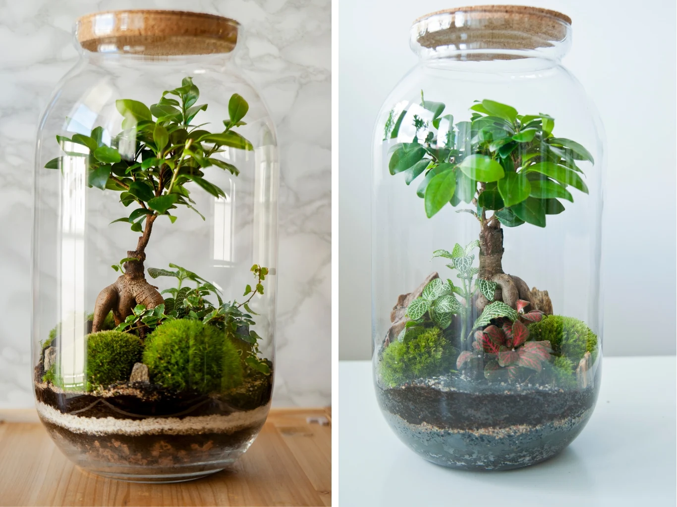 Dwa szklane słoje zamknięte korkiem, w których umieszczono miniaturowe ekosystemy z drzewkiem bonsai, zielonymi mchami oraz różnorodnymi roślinami ozdobnymi sadzonymi warstwowo na naturalnym podłożu.