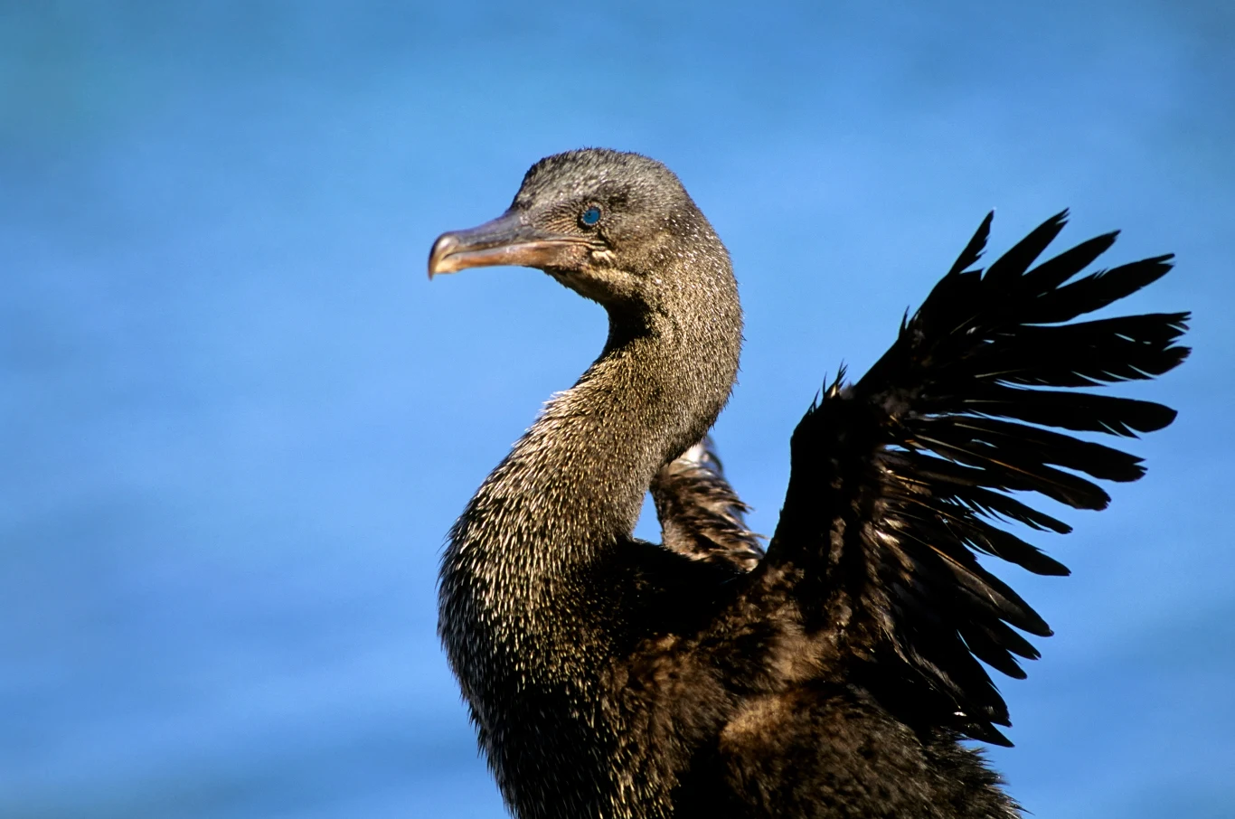 Kormoran nielotny to endemit wysp Galapagos Ptak z ciemnym upierzeniem i wydłużoną szyją prezentuje rozłożone skrzydła na tle niebieskiego nieba.