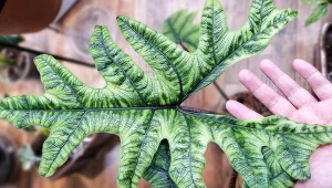 Wybierana chętniej niż monstera. Ta roślina to nowa królowa wnętrz 